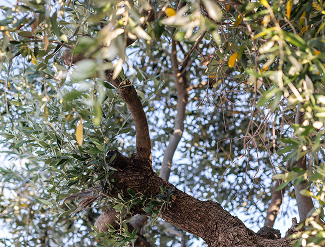 Thassos Photo